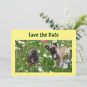 Invitation Bouledogues français prairie Bouledogue Français (Debout devant)