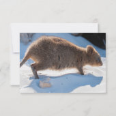Invitation Boys Premier anniversaire Blue Quokka Australie Ph (Dos)