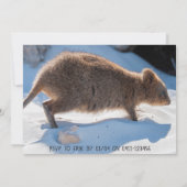 Invitation Boys Second Birthday Blue Quokka Australia Photo (Dos)