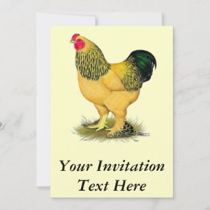 Invitation Brahma : Rooster Buff