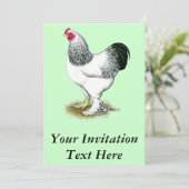 Invitation Brahma : Rooster léger (Debout devant)