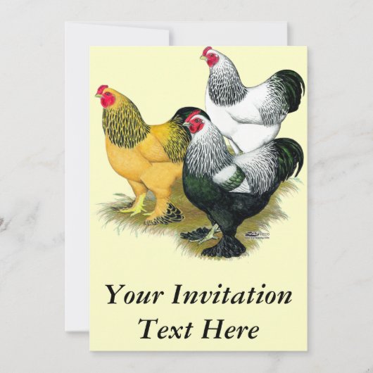 Invitation Brahmas Three Roosters (Devant)