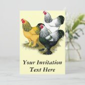 Invitation Brahmas Three Roosters (Debout devant)