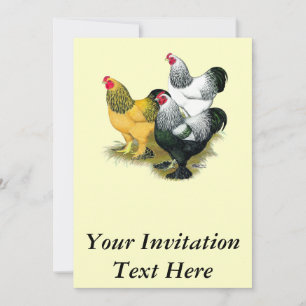 Invitation Brahmas Three Roosters