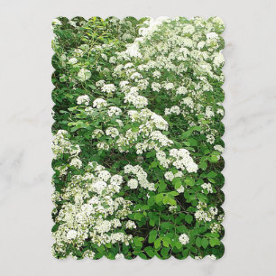Invitation Buisson fleur arbustif Spirea
