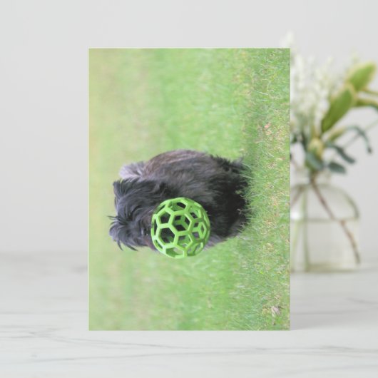 Invitation Cairn terrier (Debout devant)