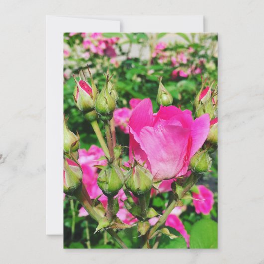 Invitation Calligraphie Rose rose chaud (Dos)