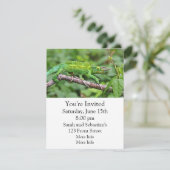 Invitation Caméléon de Jacksons (Debout devant)