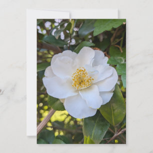 Invitation Camélia blanc en fleurs dans la lumière du matin