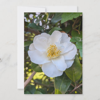 Invitation Camélia blanc en fleurs dans la lumière du matin
