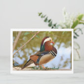 Invitation Canard mandarin (Debout devant)