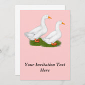 Invitation Canards : White Pekins (Devant / Derrière)