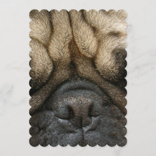 Invitation Carlin dormant