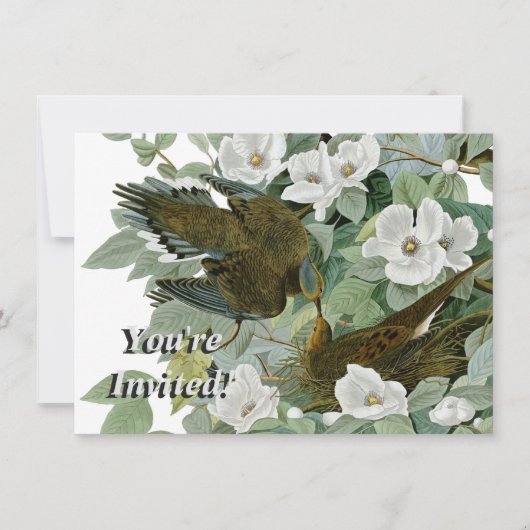 Invitation Carolina Pigeon Audubon Morning Dove (Devant)