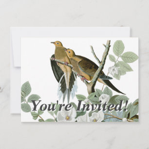 Invitation Carolina Pigeon Audubon Morning Dove