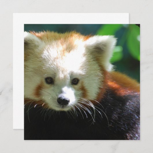 Invitation carrée - customisée (Devant / Derrière)