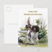 Invitation Carte Postale Anglais Springer Spaniel (Devant / Derrière)
