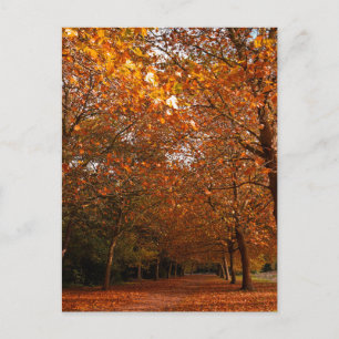 Invitation Carte Postale Beaux arbres automnaux
