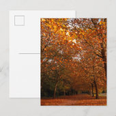 Invitation Carte Postale Beaux arbres d'automne (Devant / Derrière)