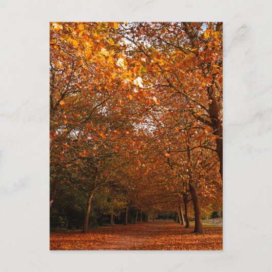 Invitation Carte Postale Beaux arbres d'automne (Devant)