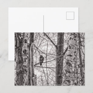 Invitation Carte Postale Buse à queue rousse P8443