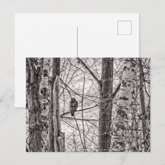 Invitation Carte Postale Buse à queue rousse P8443 (Devant / Derrière)