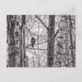 Invitation Carte Postale Buse à queue rousse P8443 (Devant)