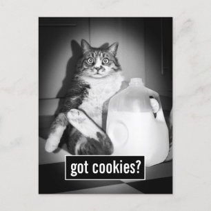 Invitation Carte Postale Chat Boire Du Lait De Jug