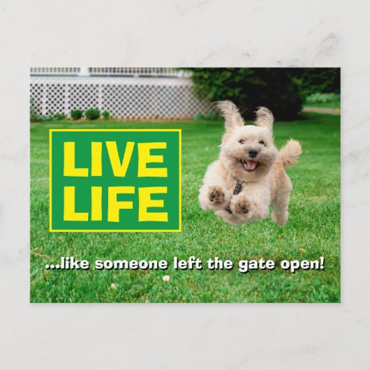 Invitation Carte Postale Chien Courant Dans Le Jardin (Devant)