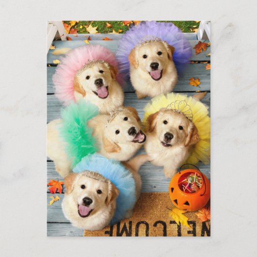 Invitation Carte Postale Chiens dorés Trick or Treating (Devant)