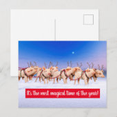 Invitation Carte Postale Cochons Rennes (Devant / Derrière)