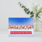 Invitation Carte Postale Cochons Rennes (Debout devant)