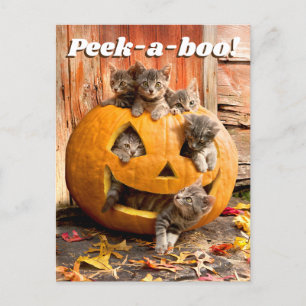 Invitation Carte Postale Des chatons à Jack-o-Lantern