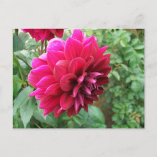 Invitation Carte Postale fleur de dahlia rouge, bourgeon, photo, vert, cycr