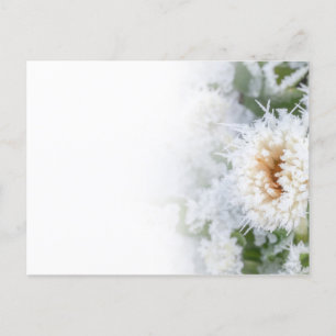 Invitation Carte Postale Fleur marguerite congelée dans la neige et la glac