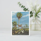 Invitation Carte Postale Froggy lookout - (Debout devant)