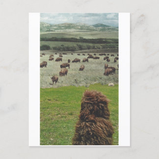 Invitation Carte Postale Guido et le Buffalo -