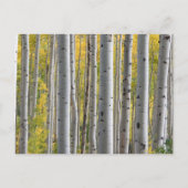 Invitation Carte Postale Initiales du coeur de l'arbre à bouleau détails du (Dos)