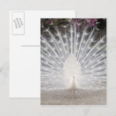 Invitation Carte Postale Jolie soirée de danse paon blanche (Devant / Derrière)