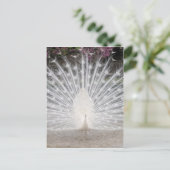 Invitation Carte Postale Jolie soirée de danse paon blanche (Debout devant)