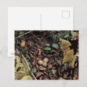 Invitation Carte Postale OEufs de mouton - (Devant / Derrière)