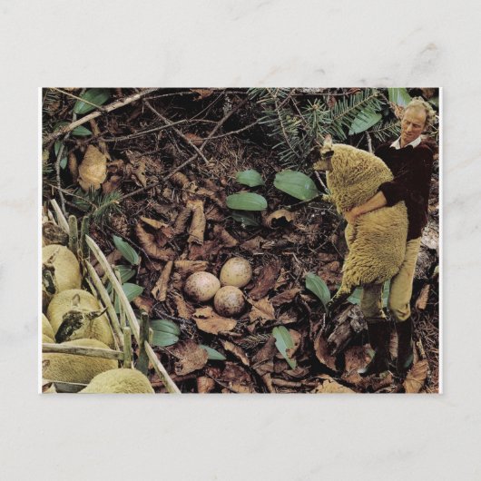 Invitation Carte Postale OEufs de mouton - (Devant)