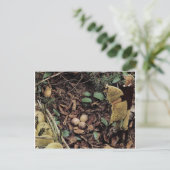 Invitation Carte Postale OEufs de mouton - (Debout devant)