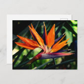 Invitation Carte Postale Oiseau de fleur de paradis. (Devant / Derrière)