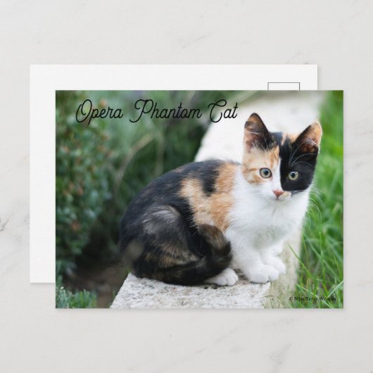 Invitation Carte Postale Opera Phantom Chat (Devant / Derrière)