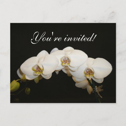 Invitation Carte Postale Orchidées blanches (Devant)