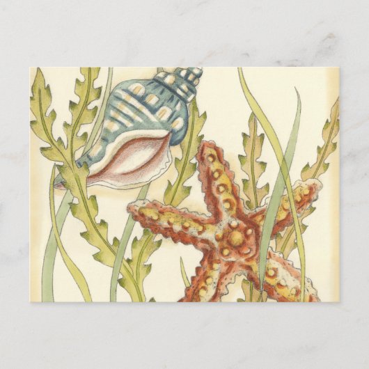 Invitation Carte Postale Partie Shell multicolore (Devant)