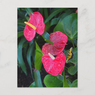 Invitation Carte Postale Plante Anthurium du Coeur Rouge