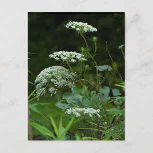 Invitation Carte Postale Queen Anne's La ce Fleur sauvage - Daucus carota