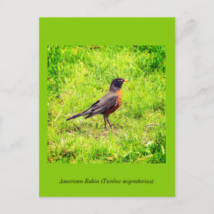 Invitation Carte Postale Robin américain
